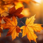 Herbst Winter 2025